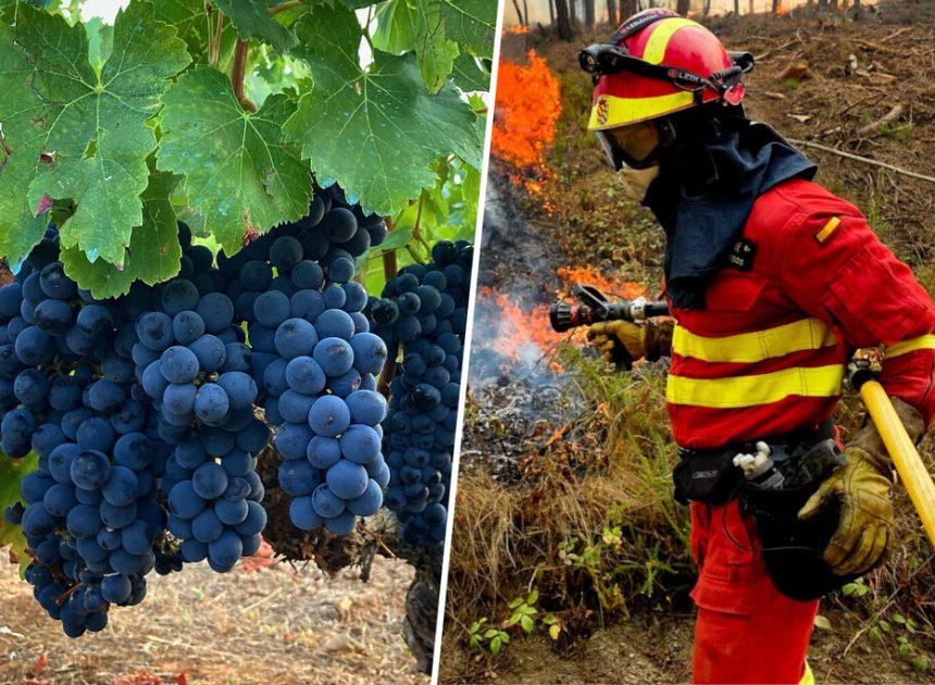 Ourense lleva días soportando una terrible ola de incendios. Ahora suma otro drama: su impacto en el vino